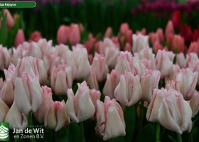 Tulipa Rejoyce ® (2)